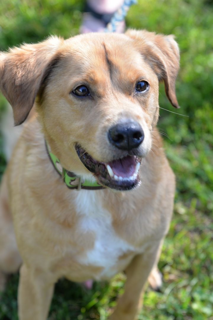 Dog for adoption - Rusty, a Labrador Retriever & Shepherd ...