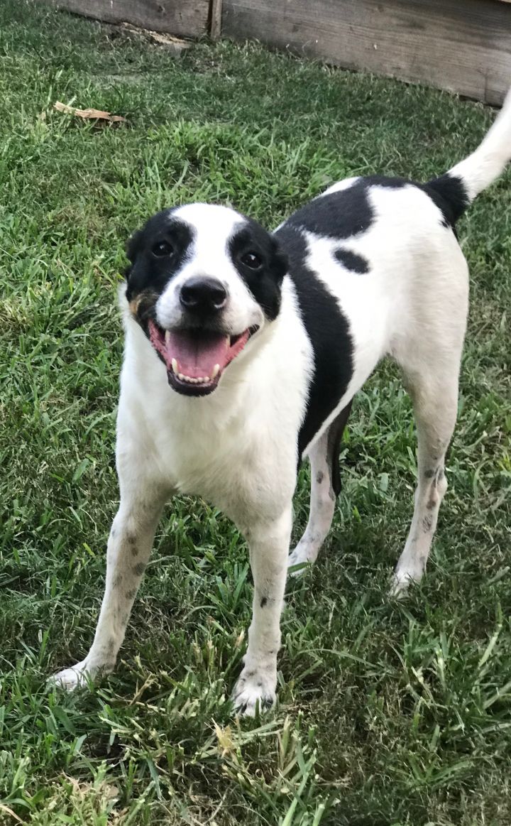 Dog For Adoption Rocky A Border Collie Rat Terrier Mix In