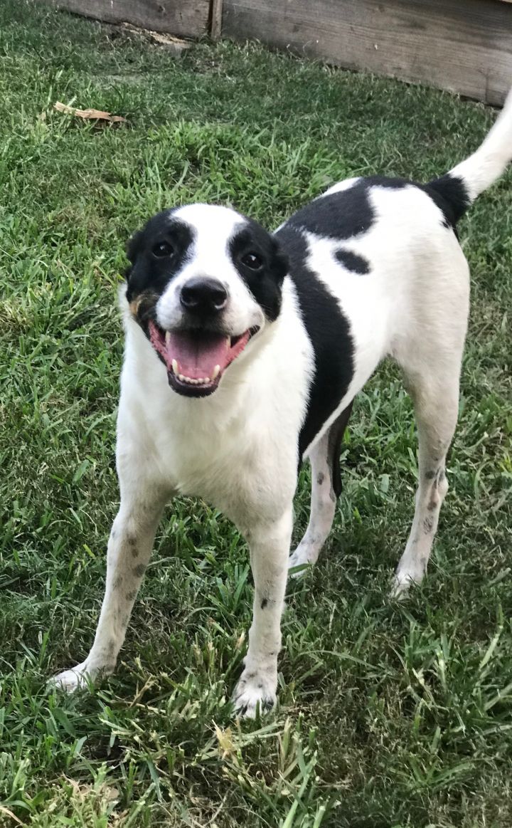 88+ Border Collie Rat Terrier Mix