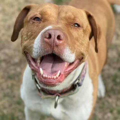 Gunner, an adoptable Pit Bull Terrier in Wichita, KS, 67278 | Photo Image 1