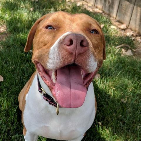 Gunner, an adoptable Pit Bull Terrier in Wichita, KS, 67278 | Photo Image 3