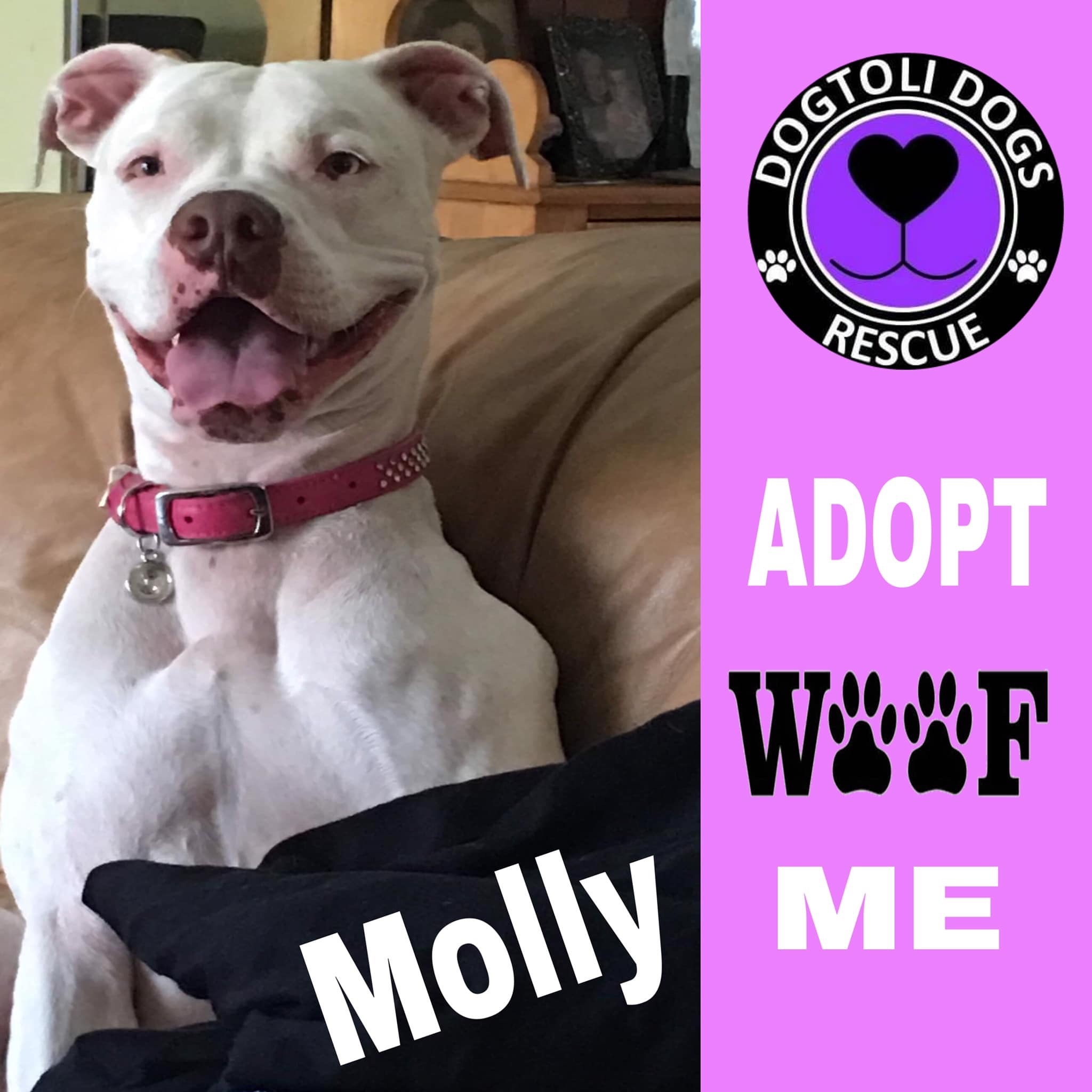 Molly, an adoptable American Bulldog in Coral Springs, FL, 33071 | Photo Image 2