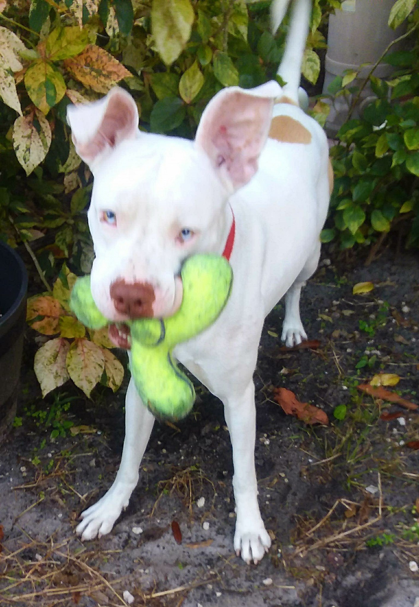 Molly, an adoptable American Bulldog in Coral Springs, FL, 33071 | Photo Image 5