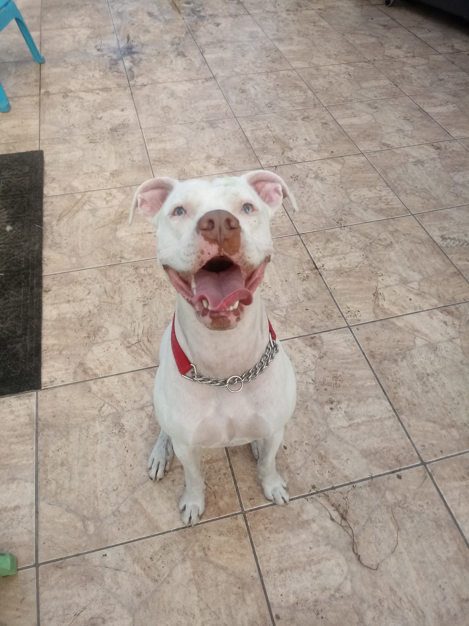 Molly, an adoptable American Bulldog in Coral Springs, FL, 33071 | Photo Image 1