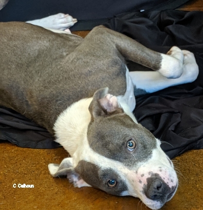 Tessie, an adoptable Terrier in Newland, NC, 28657 | Photo Image 2