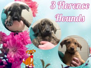 3 Florence Hounds