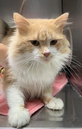 Cat For Adoption Orange Peel A Domestic Long Hair Mix In