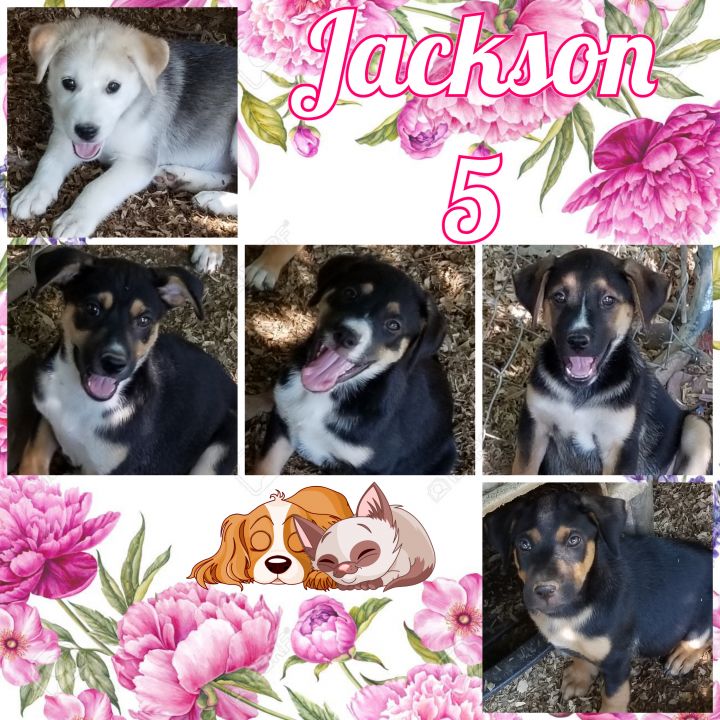 Jackson 5 1