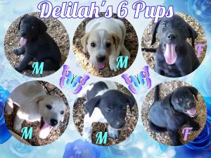 Delilah's 6 Pups