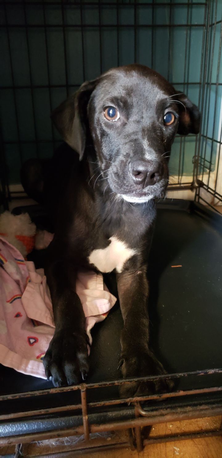 Dog For Adoption Chase A Mountain Cur Mix In Trenton Fl - mountain cur puppies for sale in florida