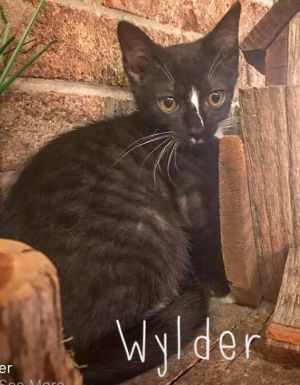 Cat For Adoption Wylder A Domestic Short Hair In Clarksville