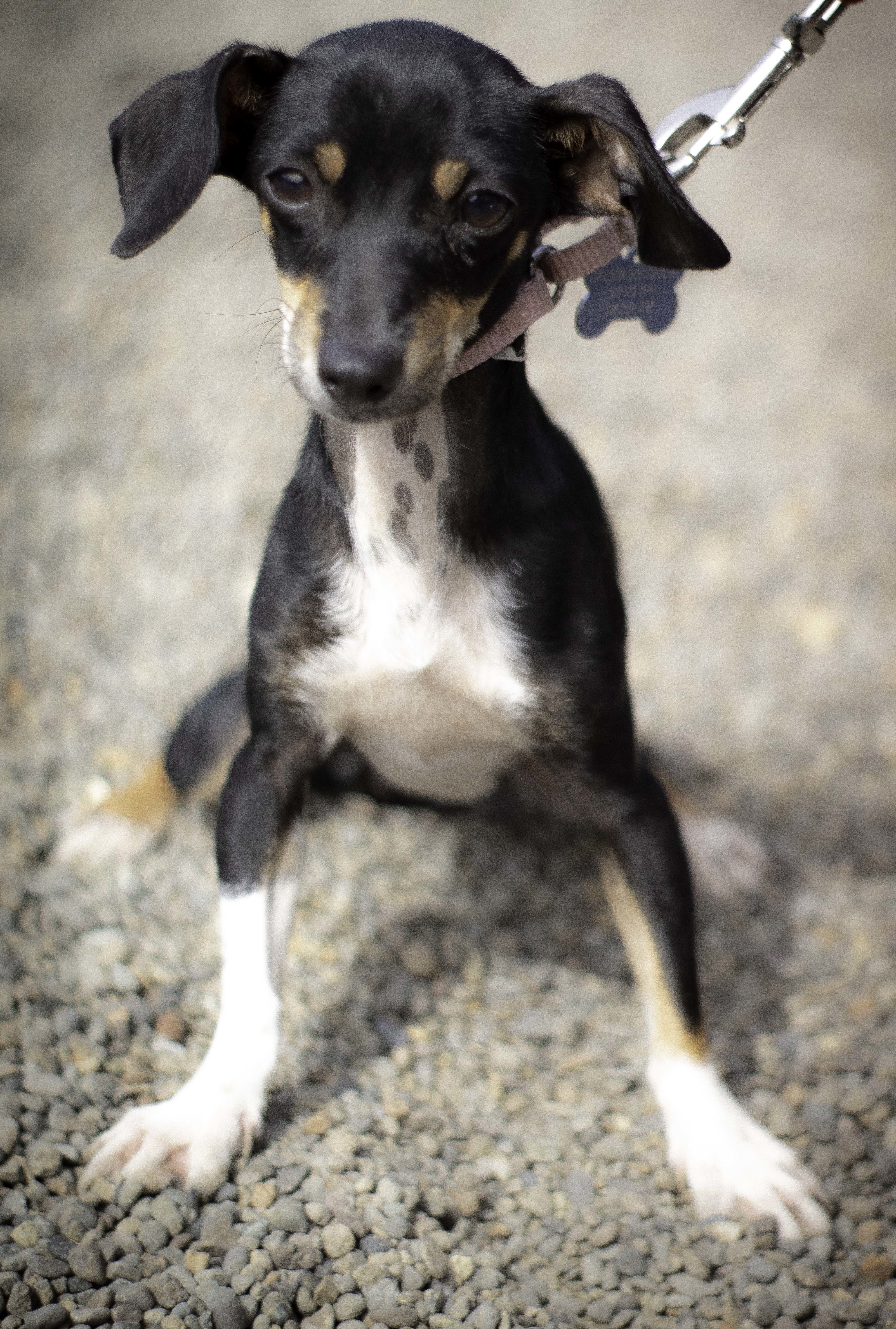 Bean, an adoptable Chihuahua, Dachshund in Portland, OR, 97239 | Photo Image 2