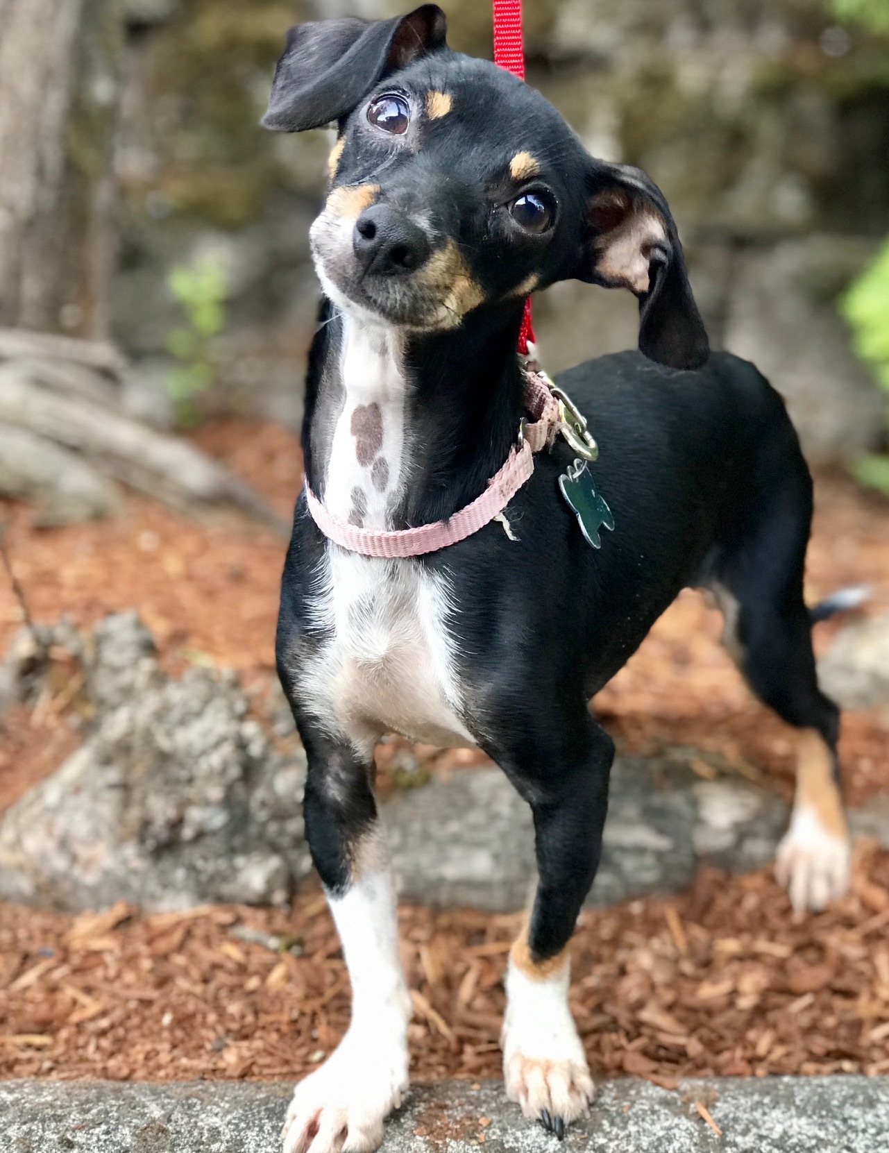 Bean, an adoptable Chihuahua, Dachshund in Portland, OR, 97239 | Photo Image 3