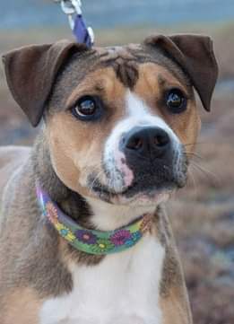 Aspen, an adoptable Boxer, Terrier in Wilmington, DE, 19850 | Photo Image 1