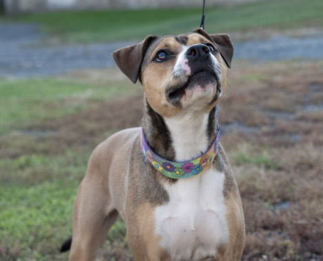 Aspen, an adoptable Boxer, Terrier in Wilmington, DE, 19850 | Photo Image 2