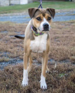 Aspen, an adoptable Boxer, Terrier in Wilmington, DE, 19850 | Photo Image 3