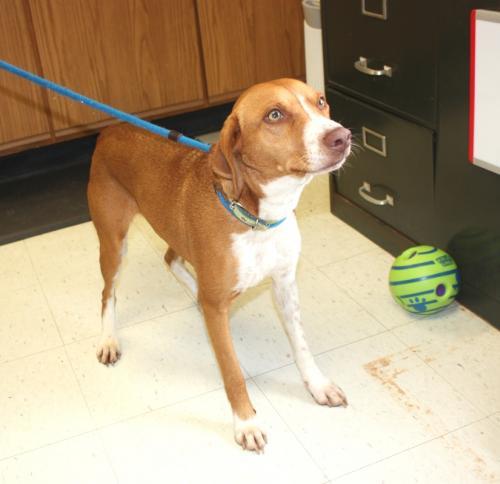 dog for adoption haven a feist mix in cottageville wv petfinder petfinder