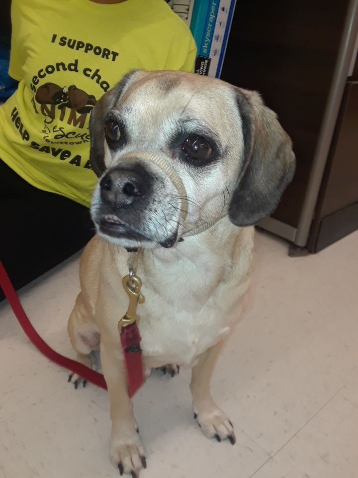 Dog For Adoption Jax Puggle A Pug Beagle Mix In - 