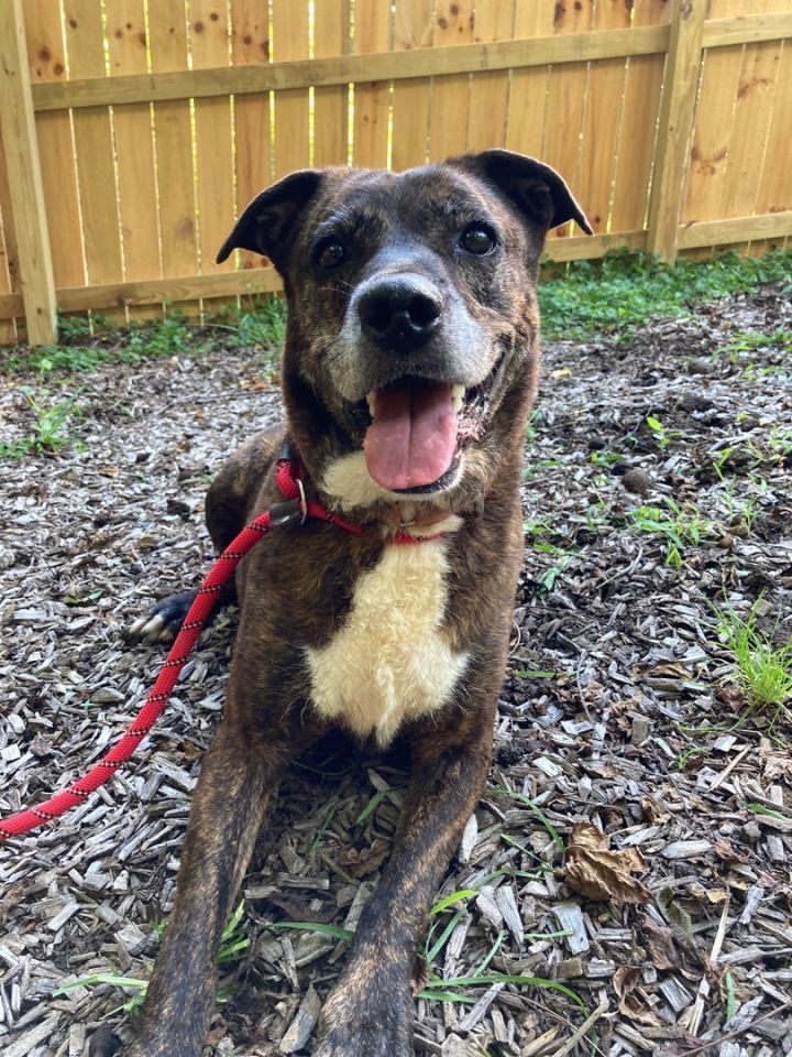 Ziti, an adoptable Mountain Cur Mix in Spencer, IN_image-1
