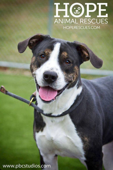 Bernard, an adoptable Rottweiler in Godfrey, IL, 62035 | Photo Image 1