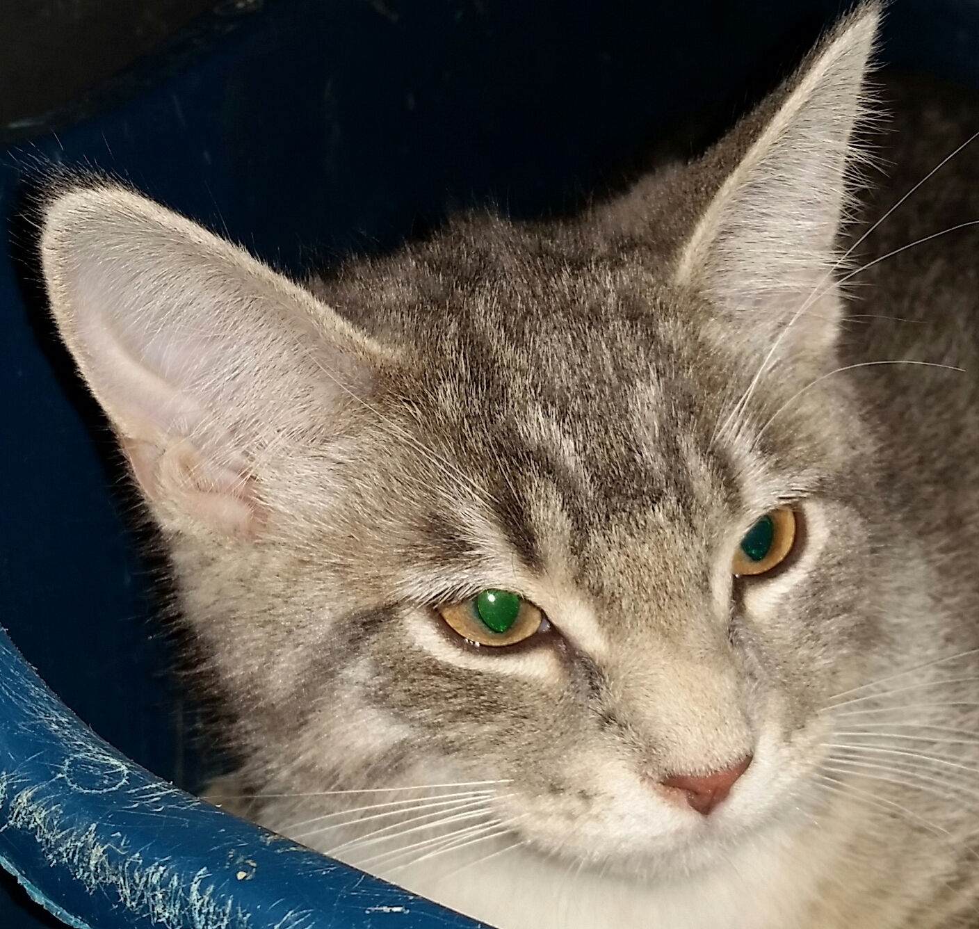 SKY G, an adoptable Maine Coon, Tiger in Sardinia, OH, 45171 | Photo Image 2