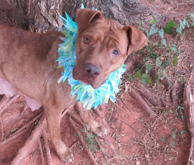 MACY 308266, an adoptable Pit Bull Terrier in Oklahoma City, OK, 73129 | Photo Image 1