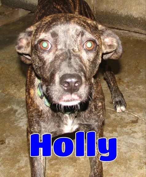 #182 Holly -sponsored
