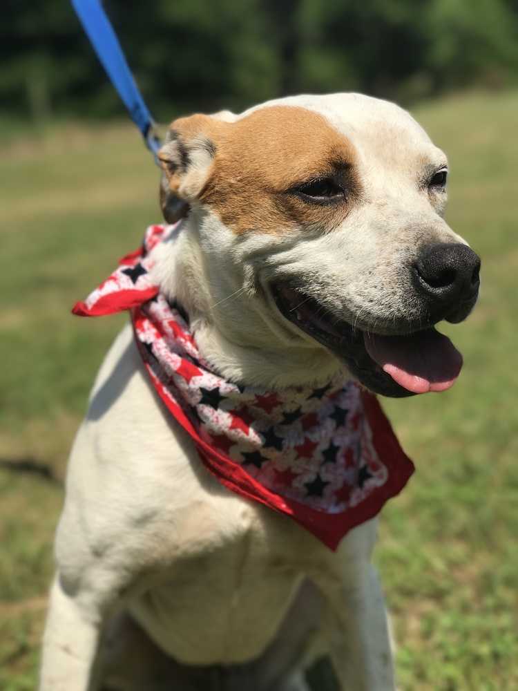 Repete, an adoptable American Bulldog in Plumerville, AR, 72127 | Photo Image 1