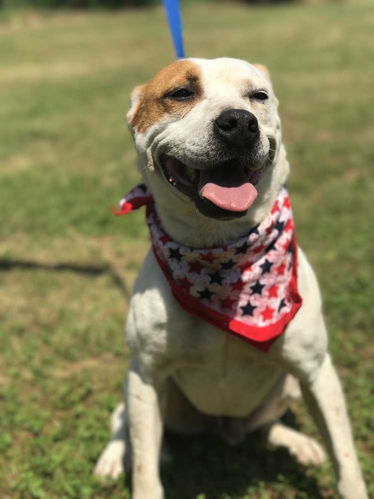 Repete, an adoptable American Bulldog in Plumerville, AR, 72127 | Photo Image 3