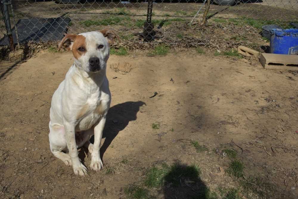 Repete, an adoptable American Bulldog in Plumerville, AR, 72127 | Photo Image 4
