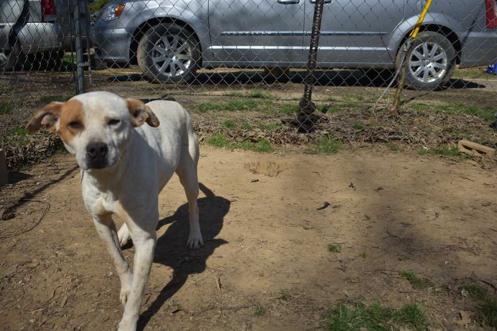 Repete, an adoptable American Bulldog in Plumerville, AR, 72127 | Photo Image 5