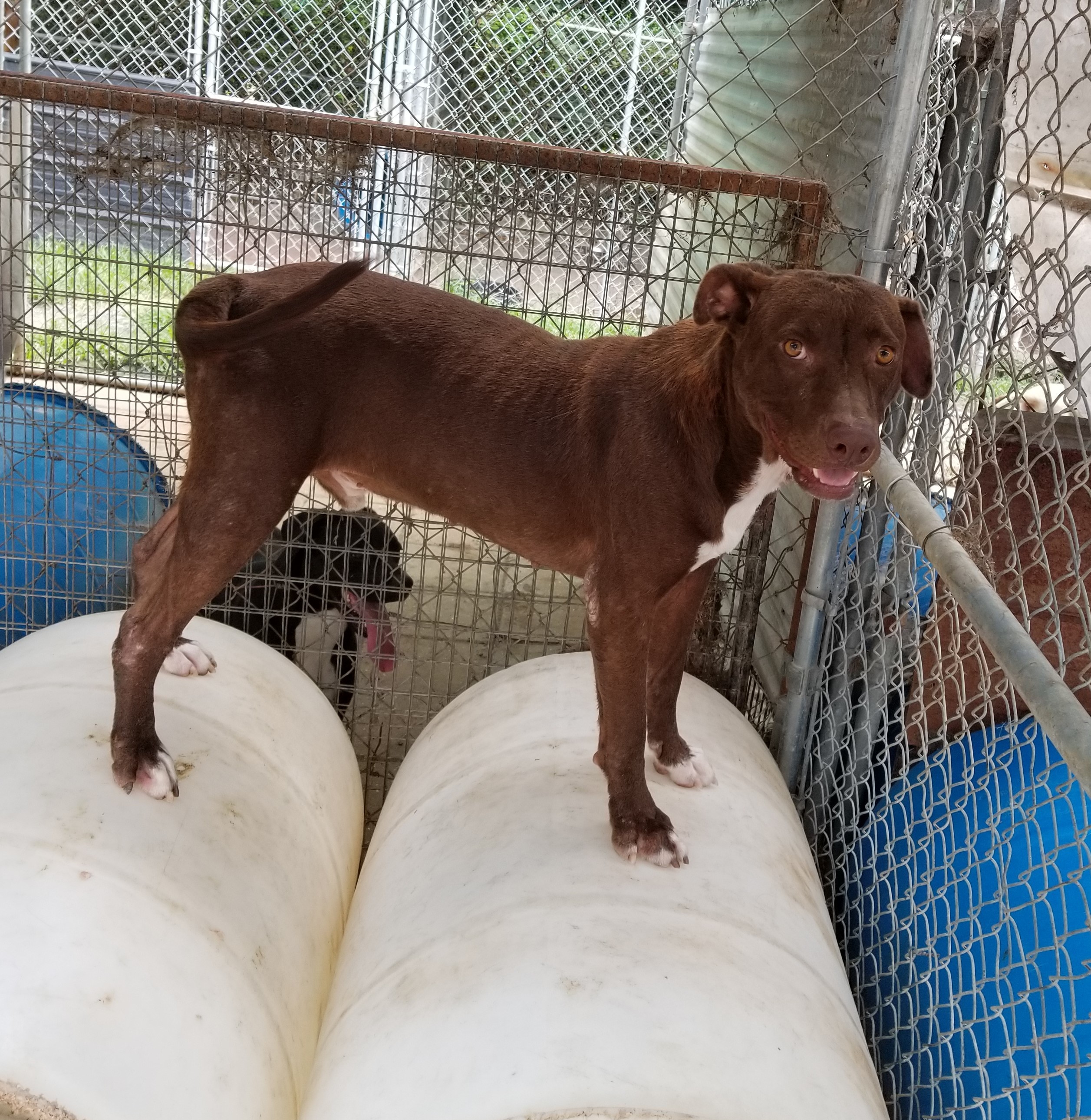 Lamar, an adoptable Labrador Retriever in Boaz, AL, 35957 | Photo Image 1