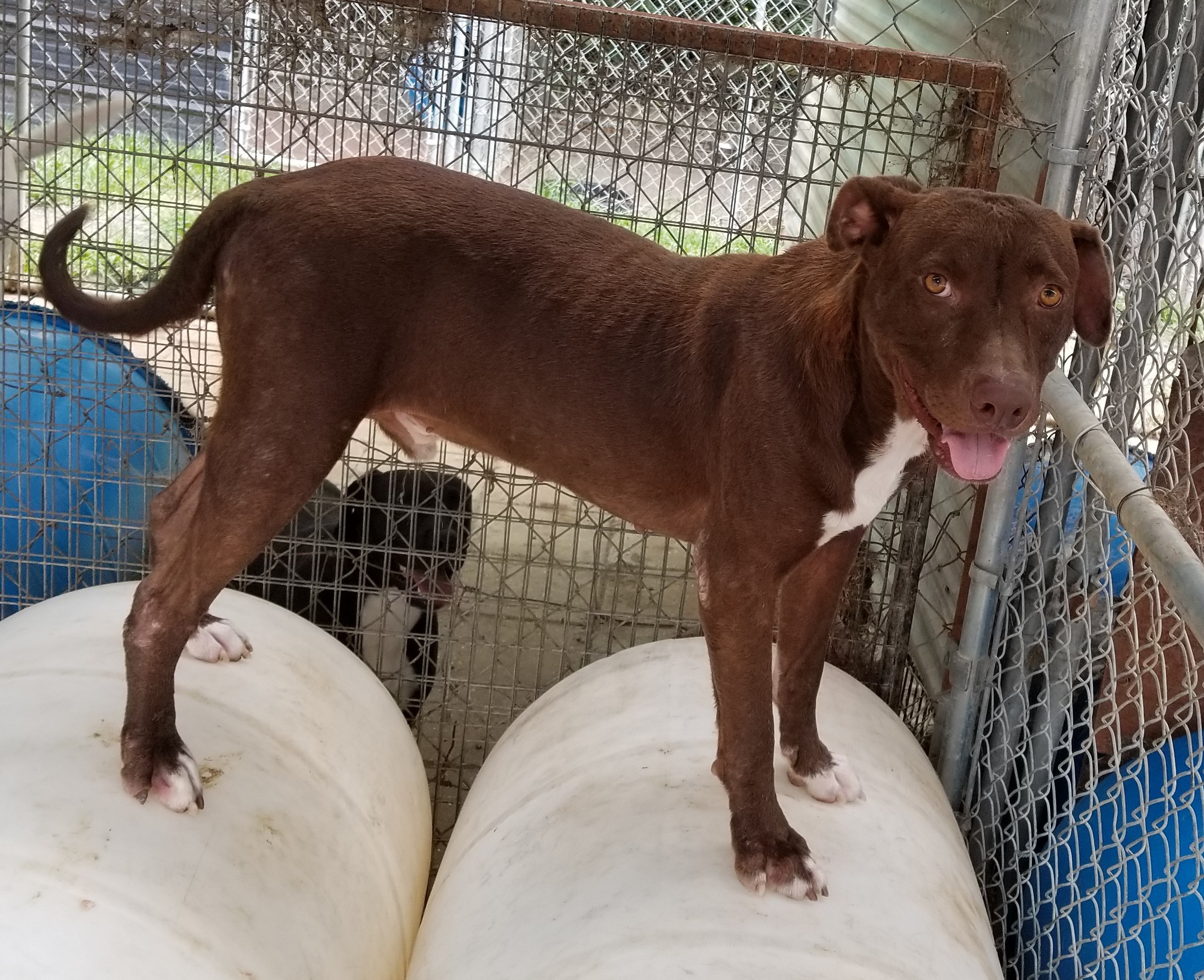 Lamar, an adoptable Labrador Retriever in Boaz, AL, 35957 | Photo Image 2