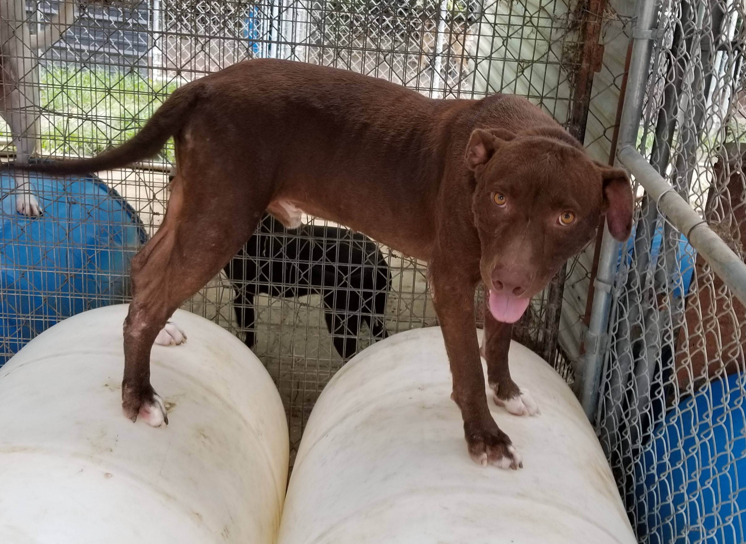 Lamar, an adoptable Labrador Retriever in Boaz, AL, 35957 | Photo Image 3