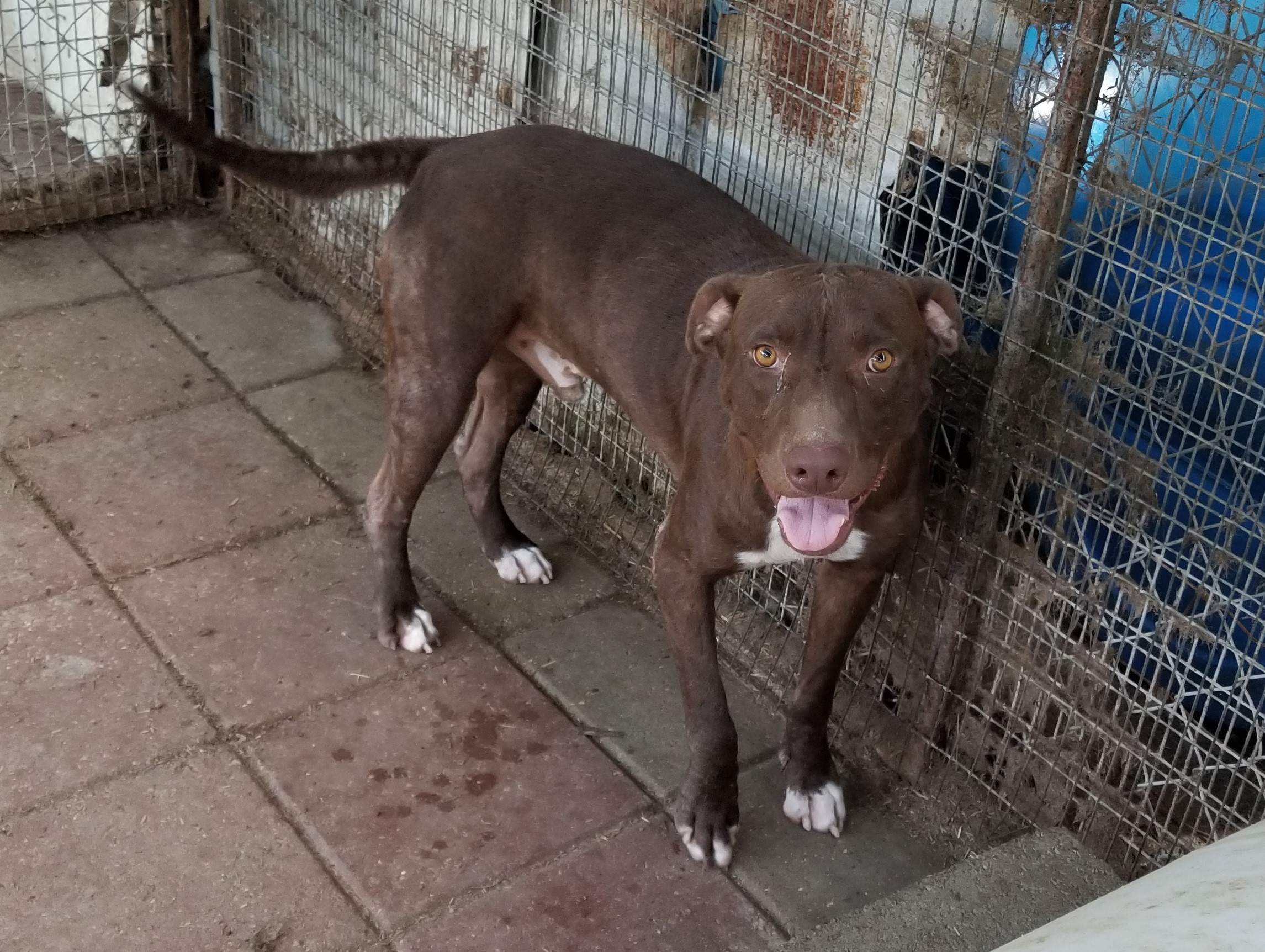 Lamar, an adoptable Labrador Retriever in Boaz, AL, 35957 | Photo Image 4