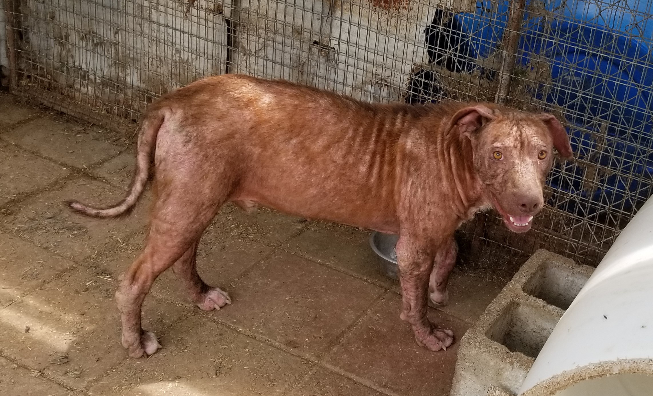 Lamar, an adoptable Labrador Retriever in Boaz, AL, 35957 | Photo Image 5