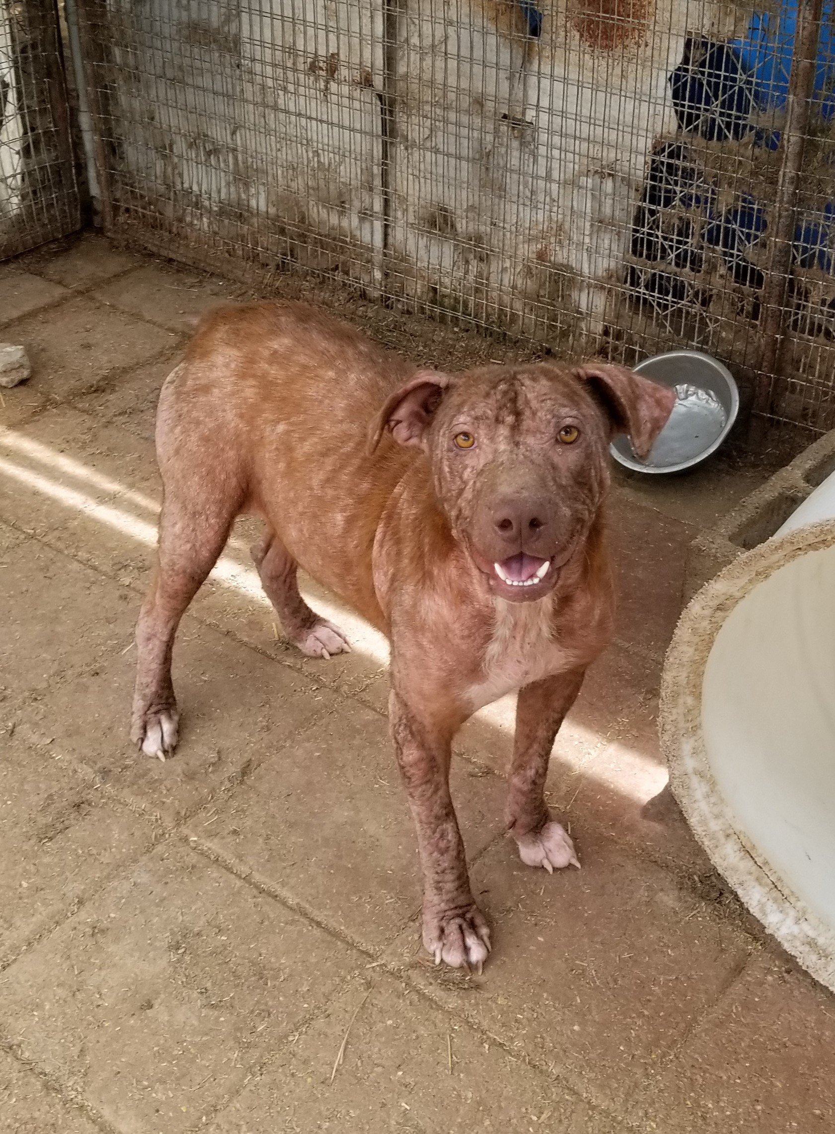 Lamar, an adoptable Labrador Retriever in Boaz, AL, 35957 | Photo Image 6