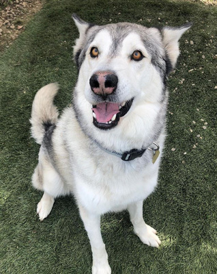 Dog For Adoption Ghost A Siberian Husky In Ventura Ca Petfinder