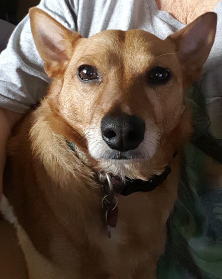 Dog For Adoption Jasper A Shiba Inu Mix In Geneva Il