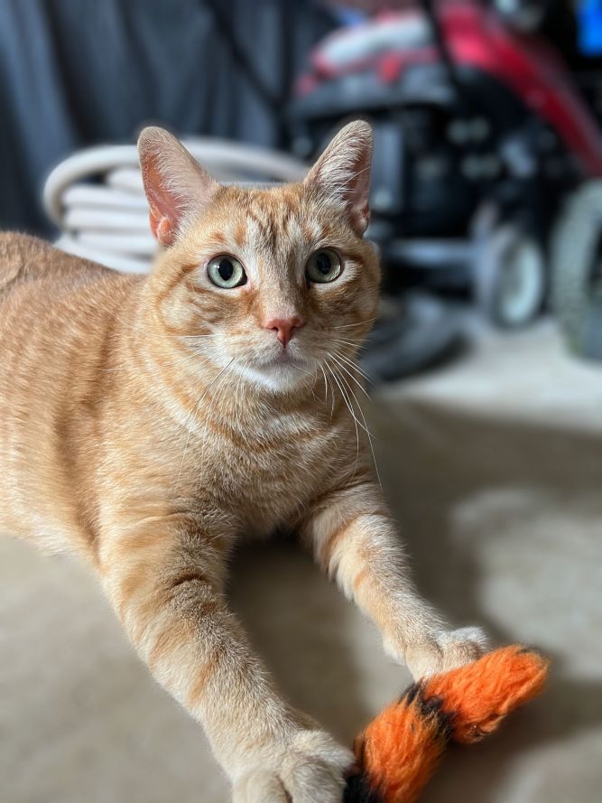 Morris