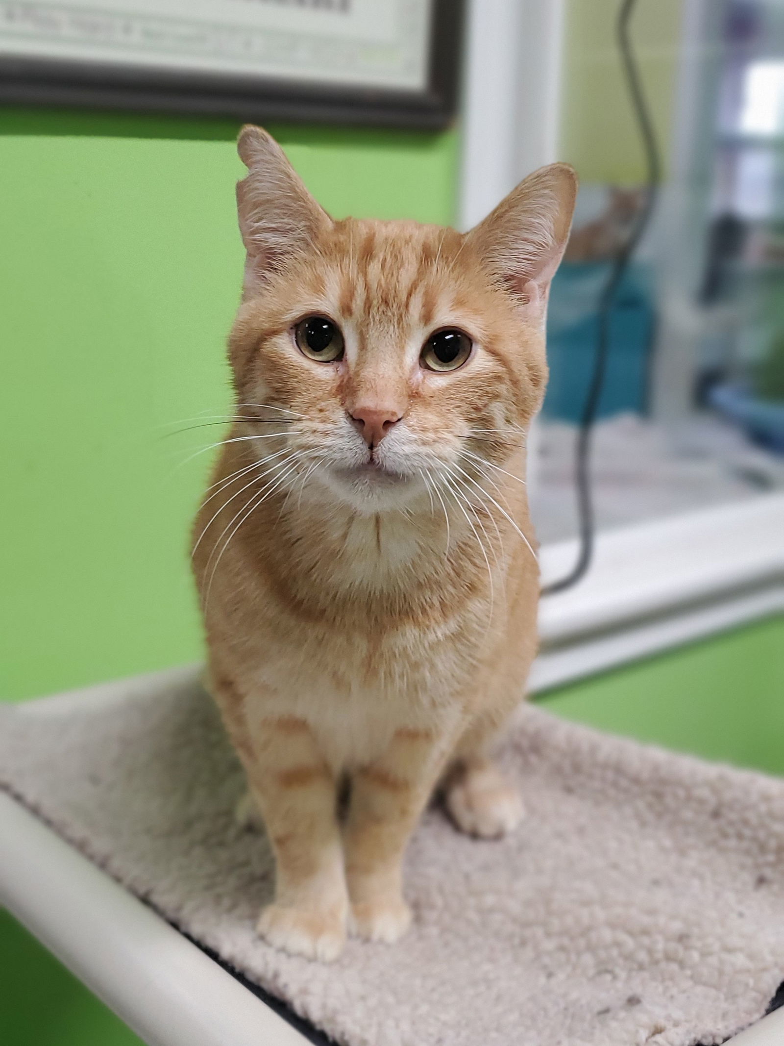 Perry, an adoptable Domestic Short Hair in Estherville, IA, 51334 | Photo Image 1