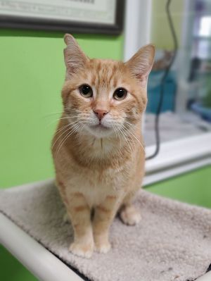 Perry, Young Male unknown