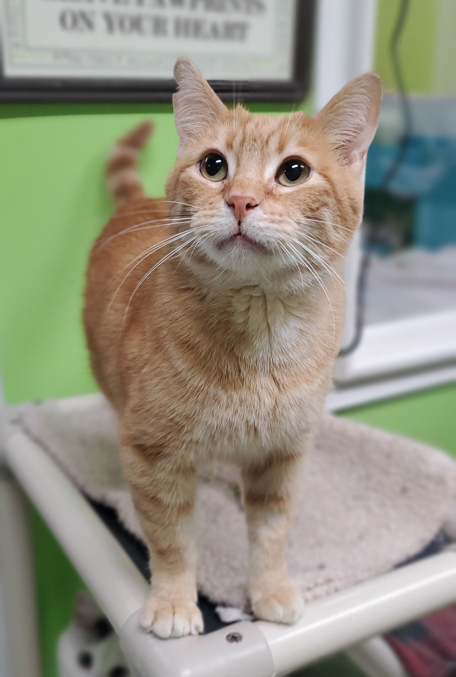 Perry, an adoptable Domestic Short Hair in Estherville, IA, 51334 | Photo Image 2