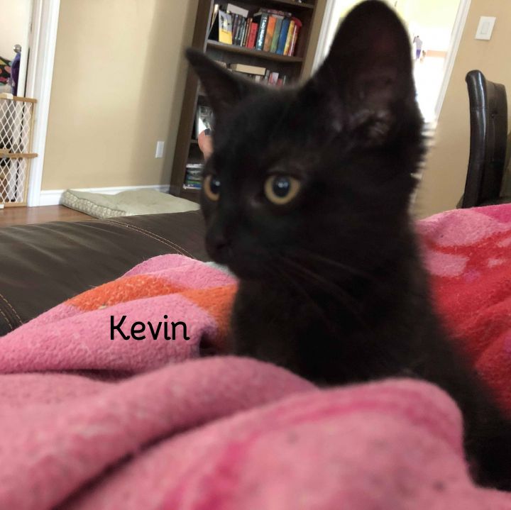 Kevin 1