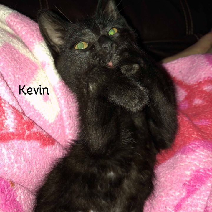 Kevin 2
