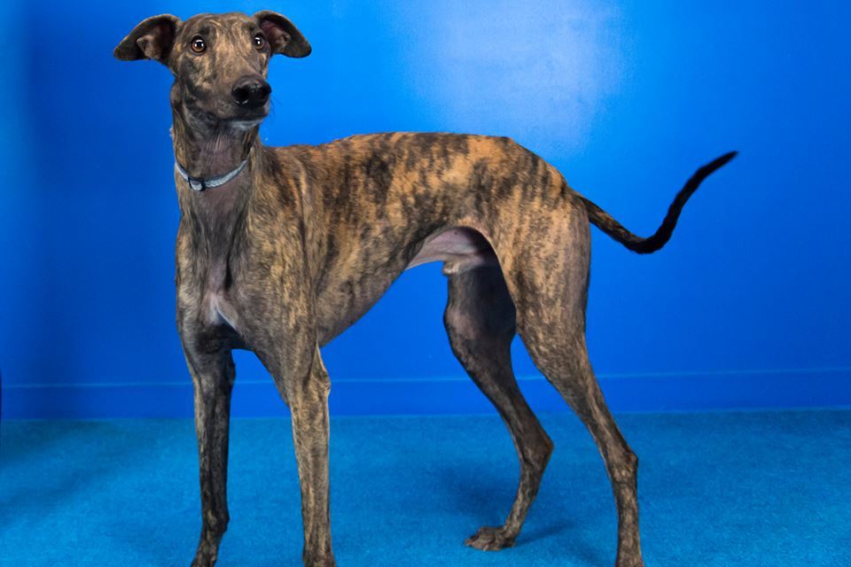 Males Available, an adoptable Greyhound in Augusta, ME, 04330 | Photo Image 1