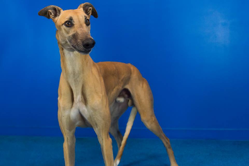 Males Available, an adoptable Greyhound in Augusta, ME, 04330 | Photo Image 3