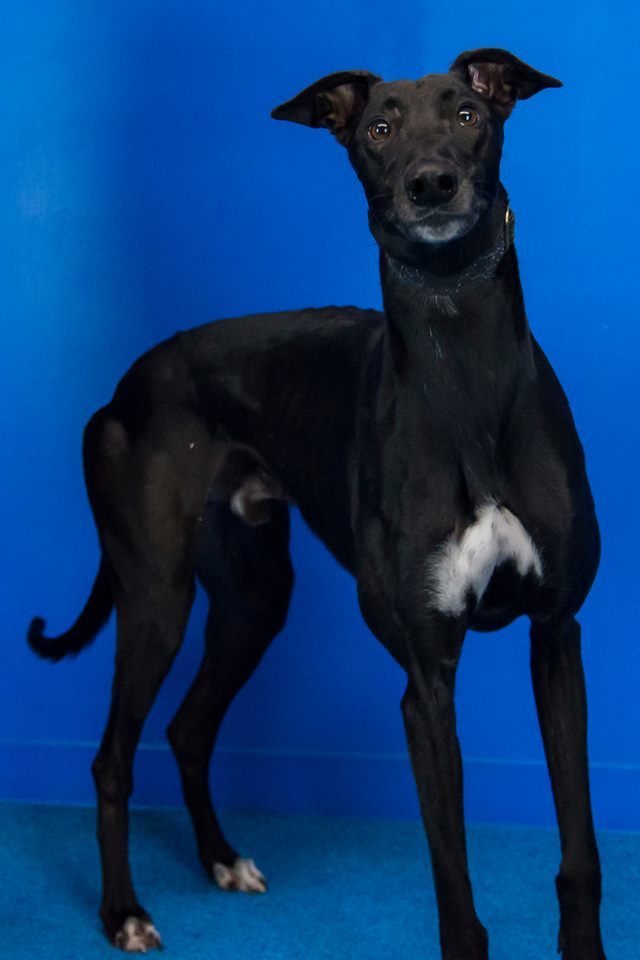 Males Available, an adoptable Greyhound in Augusta, ME, 04330 | Photo Image 4
