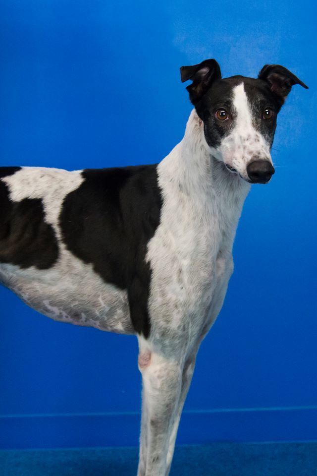 Males Available, an adoptable Greyhound in Augusta, ME, 04330 | Photo Image 5