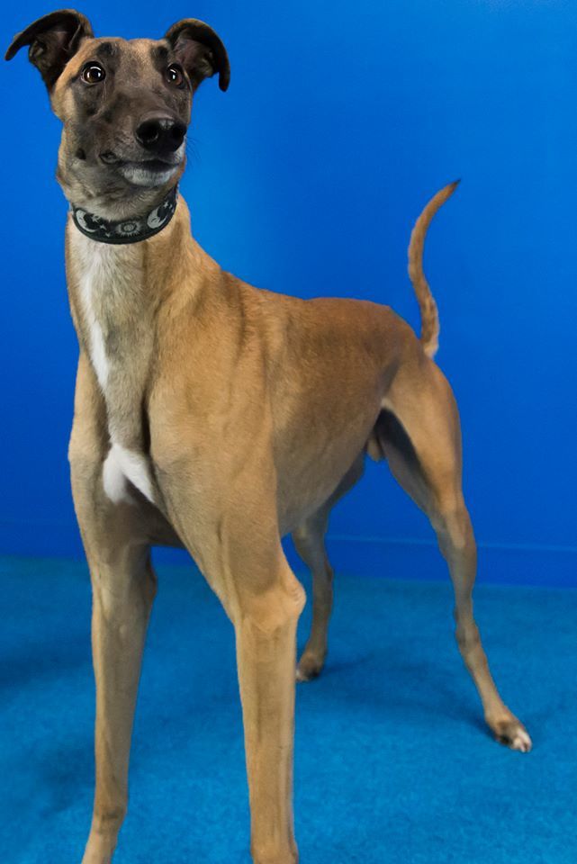 Males Available, an adoptable Greyhound in Augusta, ME, 04330 | Photo Image 6